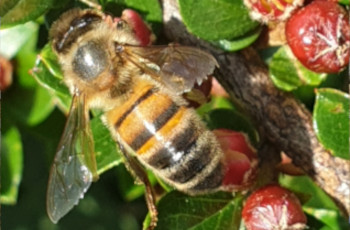 Les nouvelles du rucher en mai