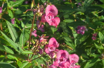 Balsamine de l'Himalaya
