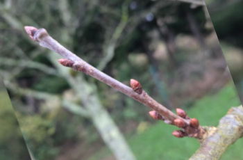 Les nouvelles du rucher en décembre Rameau de cerisier avec bourgeons à bois pointus et bourgeons à fleurs sur le bas