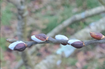 Les nouvelles du rucher en janvier