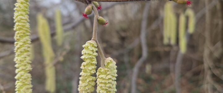 Les nouvelles du rucher en janvier