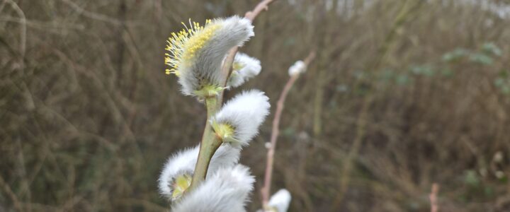 Les nouvelles du rucher en février.